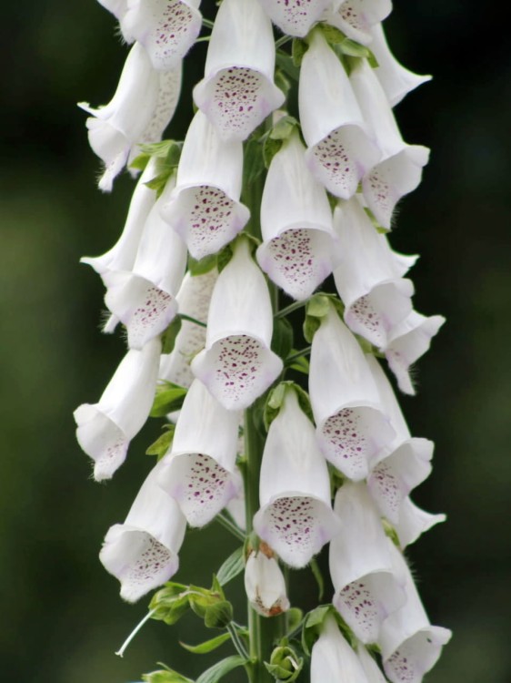 Naparstnica purpurowa Snow Timble.jpg