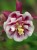Orlik  Winky Red and White Double.jpg