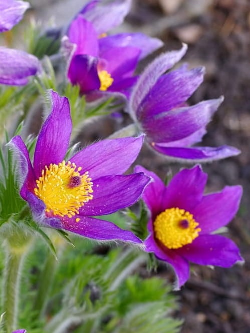 Sasanka zwyczajna Pinwhell Blue Violet.jpg