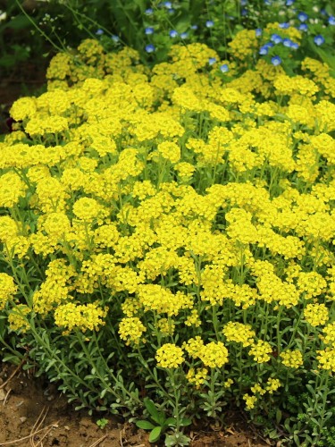 Smagliczka górska Berggold.jpg