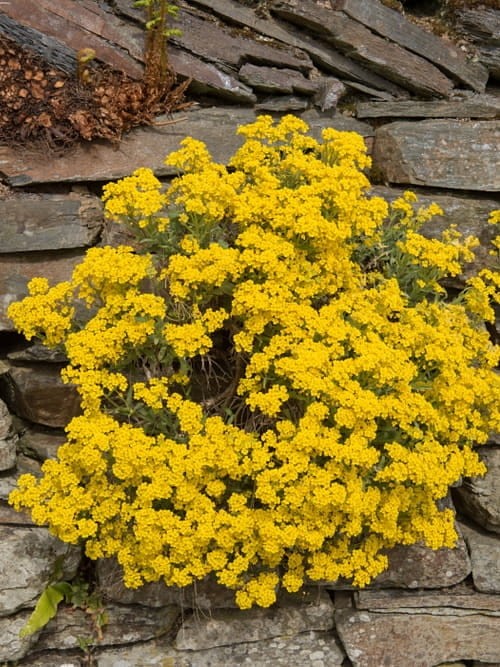Smagliczka skalna Goldkugel.jpg
