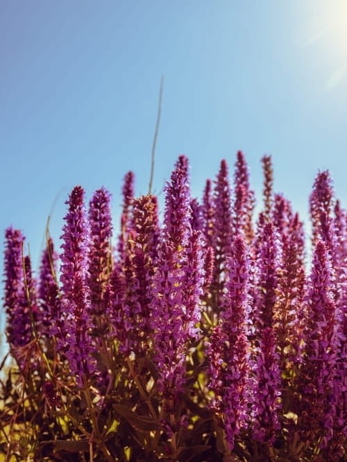 Szałwia omszona Pink Friesland.jpg