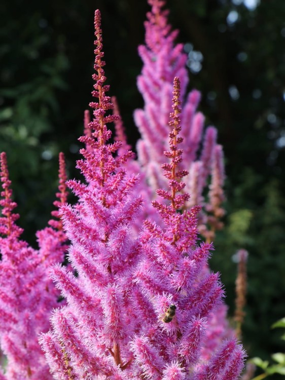 Tawułka arendsa Astary Rose.jpg