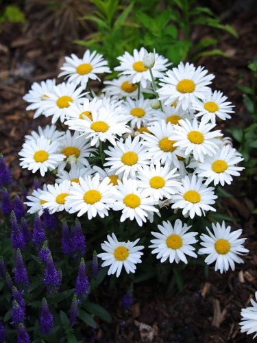 Złocień wielki Silberprinzessin.jpg