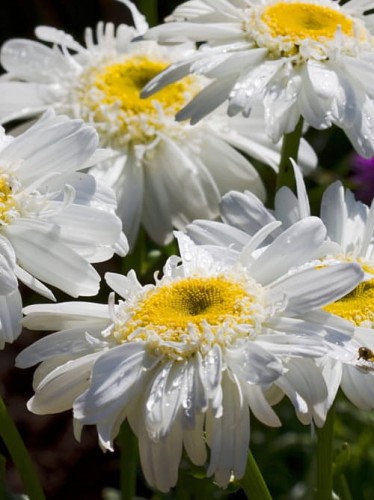 Złocień wielki Victorian Secret.jpg