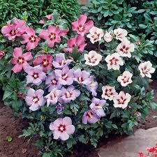 hibiscus.jpg