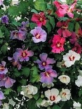 Hibiskus Tricolor.jpg