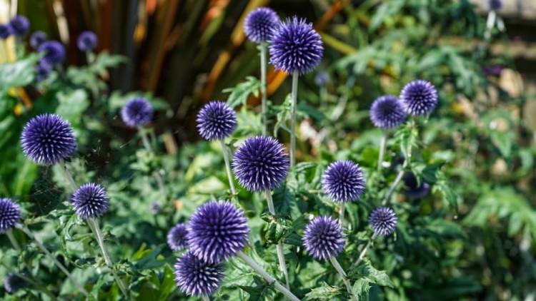 shutterstock_2020080545.jpg