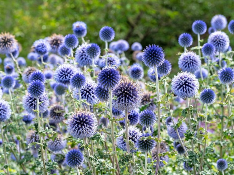 shutterstock_2355554933.jpg