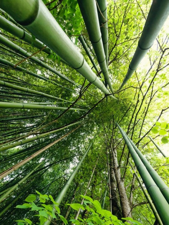 Bambus Bisetti.jpg