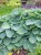Hosta Big Daddy.jpg