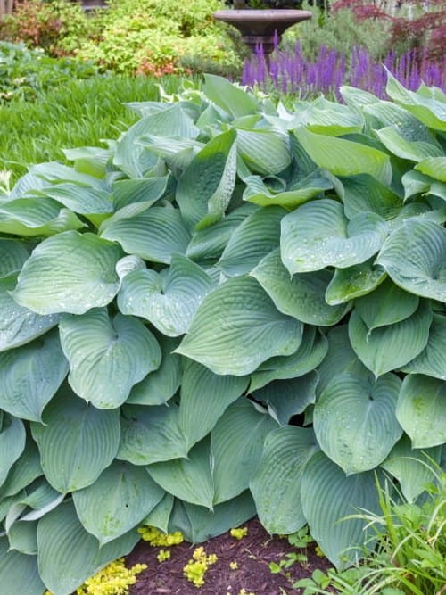 Hosta Big Daddy.jpg