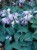Hosta Blue Mouse.jpg