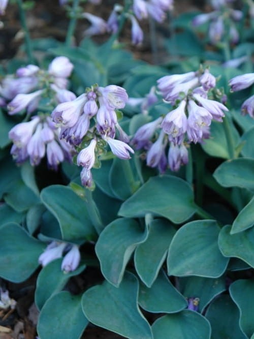 Hosta Blue Mouse.jpg