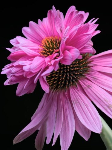 Jeżówka purpurowa Double Decke.jpg