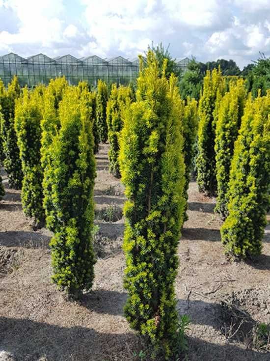 Taxus baccata 'Fastigiata Aurea _.jpg