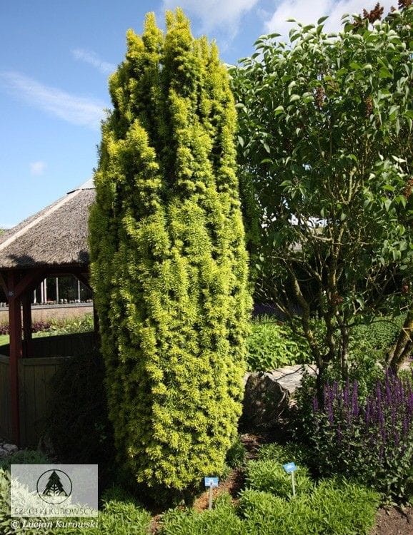 Taxus baccata Fastigiata Aurea.jpg