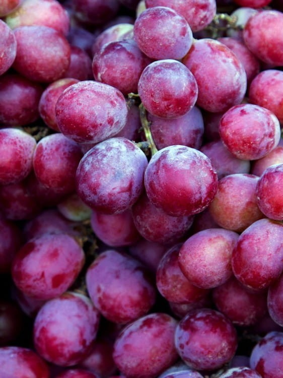 Winogron-Swenson-Red.jpg