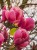Magnolia-Lennei.jpg