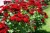 red-rose-bush.webp