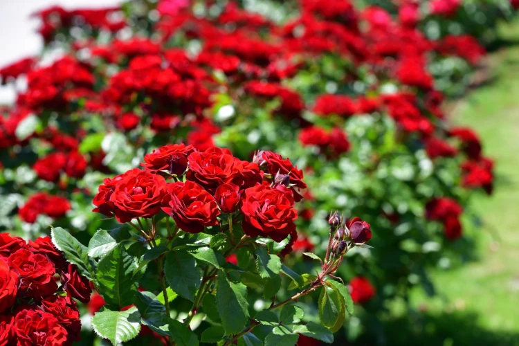 red-rose-bush.webp