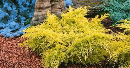 JUNIPERUS-GOLD-LACE-1200x630-proportionalsmallest.webp