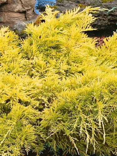 Jałowiec chiński Goldfern.jpg