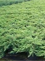 Jałowiec nadbrzeżny Schlager.jpg