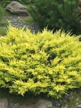 Jałowiec Pfitzera Golden Joy.jpg