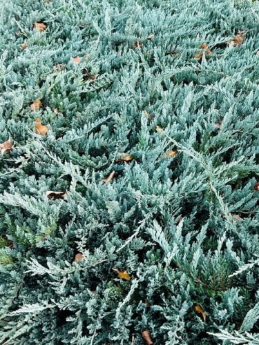 Jałowiec płożący Blue Chip.jpg