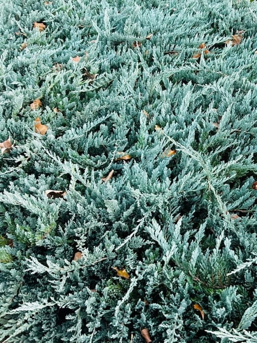 Jałowiec płożący Blue Chip.jpg