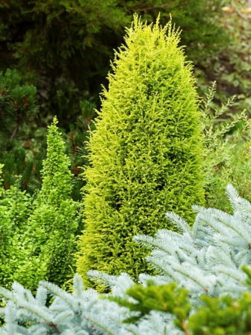 Jałowiec pospolity Suecica Aurea.jpg