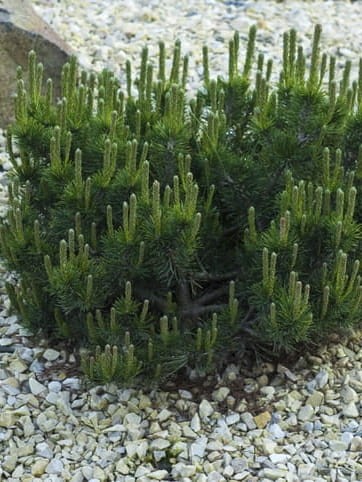 Sosna górska Pumilio.jpg