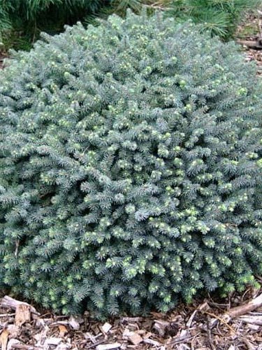 Świerk biały Echiniformis.jpg