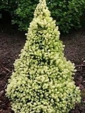 Świerk biały Honeymoon.jpg