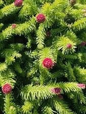 Świerk pospolity Wild Strawberry.jpg