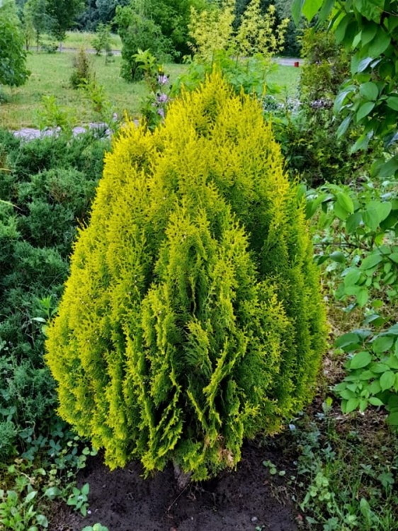 Tuja wschodnia Morgan.jpg