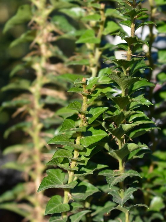 Bluszcz pospolity Erecta.jpg