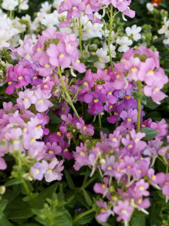 Boronia boronia crenulata.jpg