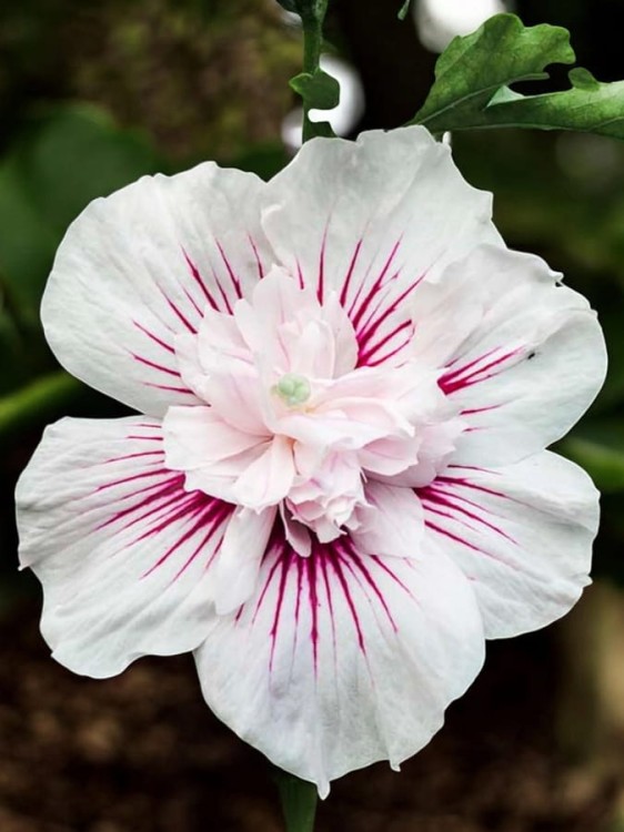 Hibiskus Starbrust Chiffon.jpg