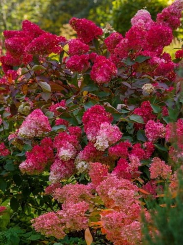 Hortensja bukierowa.jpg