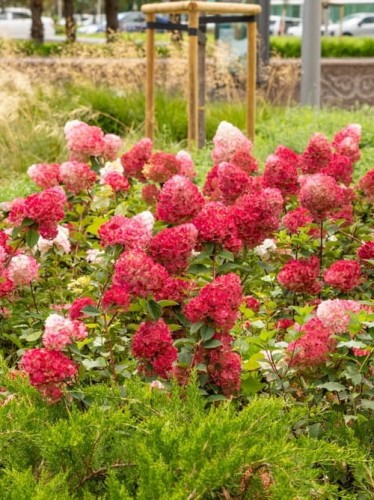 Hortensja bukierowa Petite Cherry.jpg