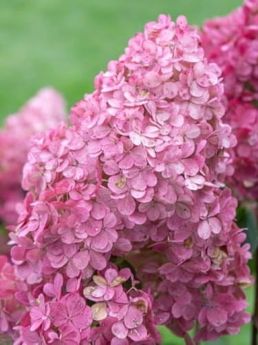 Hortensja bukietowa Petite Cherry2.jpg