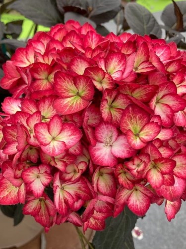 Hortensja ogrodowa Dark Angel.jpg