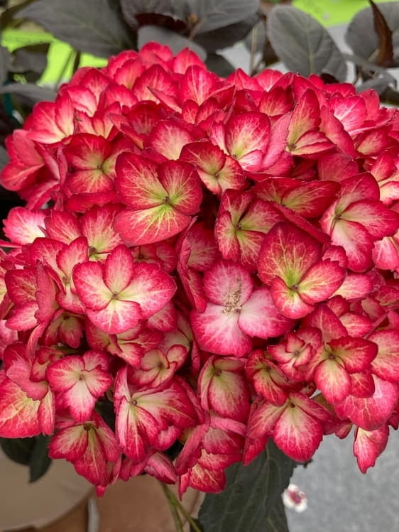 Hortensja ogrodowa Dark Angel.jpg