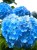 Hortensja ogrodowa Early Blue.jpg