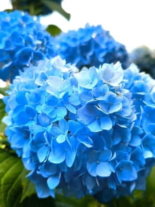 Hortensja ogrodowa Early Blue.jpg