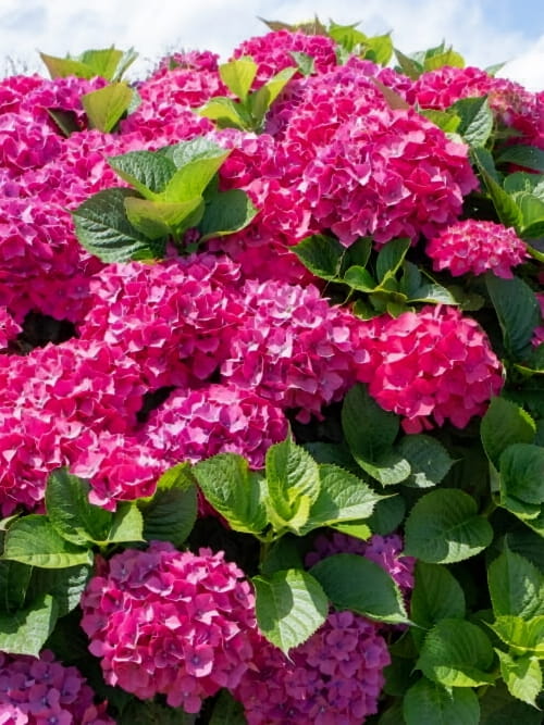 Hortensja ogrodowa różowa.jpg
