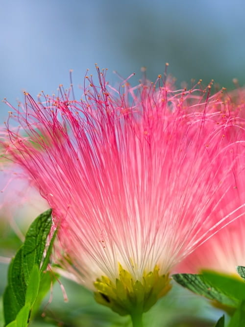 Kalliandra surinamska Dixie Pink.jpg