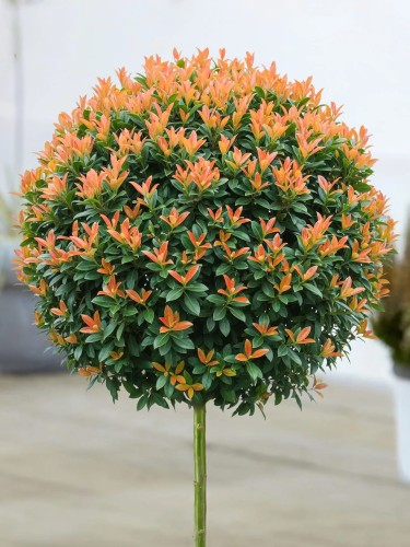 Laurowisnia Bonaparte.jpg